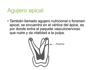 Agujero apical
• También llamado agujero nutricional o foramen
apical, se encuentra en el vértice del ápice, es
por donde entra el paquete vasculonervioso
que nutre y da vitalidad a la pulpa.
 