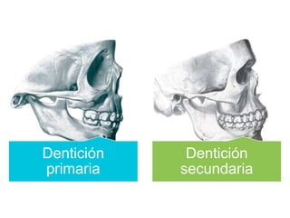 Dentición
primaria
Dentición
secundaria
 