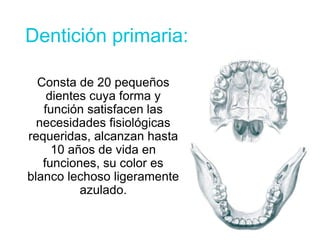 Dentición primaria:
Consta de 20 pequeños
dientes cuya forma y
función satisfacen las
necesidades fisiológicas
requeridas, alcanzan hasta
10 años de vida en
funciones, su color es
blanco lechoso ligeramente
azulado.
 