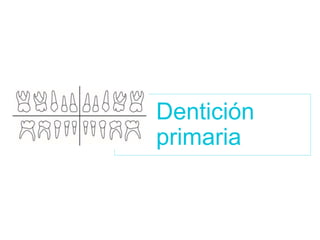 Dentición
primaria
 