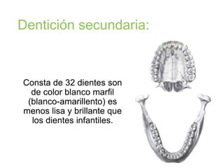 Dentición secundaria:
Consta de 32 dientes son
de color blanco marfil
(blanco-amarillento) es
menos lisa y brillante que
los dientes infantiles.
 