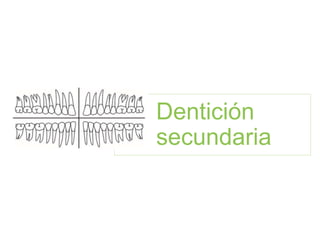 Dentición
secundaria
 
