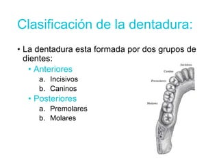 Clasificación de la dentadura:
• La dentadura esta formada por dos grupos de
dientes:
• Anteriores
a. Incisivos
b. Caninos
• Posteriores
a. Premolares
b. Molares
 