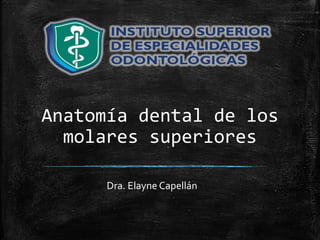 Anatomía dental de los
molares superiores
Dra. Elayne Capellán
 