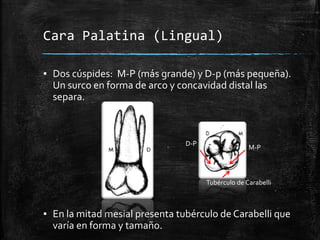 Anatomía dental de los molares superiores | PPTX