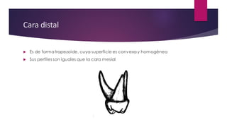 Anatomía Dental de los órganos dentarios maxilares | PDF