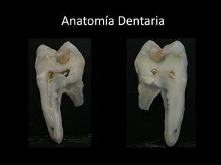 Anatomía Dentaria
 