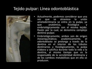 Tejido pulpar: Línea odontoblástica
          • Actualmente, podemos considerar que una
            vez que se atraviesa la unión
            amelodentinaria se entra en la pulpa, ya
            que      anatómica,        fisiológica      y
            embriológicamente son el mismo tejido.
            Razón por la cual, se denomina complejo
            dentino-pulpar.
          • Embriológicamente, ambos son de origen
            mesenquimático; anatómicamente, el
            odontoblasto se prolonga a través de la
            dentina en el interior de los túbulos
            dentinarios y fisiológicamente, la pulpa
            elabora y calcifica durante toda la vida a la
            dentina, al mismo tiempo que es la
            responsable de la sensibilidad dentinaria y
            de los cambios metabólicos que en ella se
            producen.
 