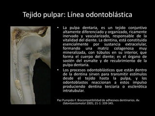 Tejido pulpar: Línea odontoblástica
          • La pulpa dentaria, es un tejido conjuntivo
            altamente diferenciado y organizado, ricamente
            inervado y vascularizado, responsable de la
            vitalidad del diente. La dentina, está constituida
            esencialmente por sustancia extracelular,
            formando una matriz colagenosa muy
            mineralizada, con túbulos en su interior, que
            forma el cuerpo del diente; es el órgano de
            sostén del esmalte y de recubrimiento de la
            pulpa dentaria.
          • Los procesos odontoblásticos que están dentro
            de la dentina sirven para transmitir estímulos
            desde el tejido hasta la pulpa, y los
            odontoblastos reaccionan a estos impulso
            produciendo dentina terciaria o esclerótica
            intratubular.

          Paz Pumpido F. Biocompatibilidad de adhesivos dentinarios. Av.
              Odontoestomatol 2005; 21-1: 339-345.
 