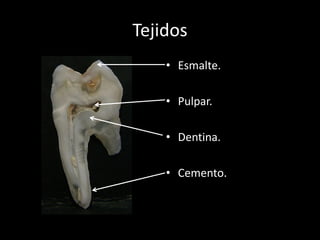 Tejidos
    • Esmalte.

    • Pulpar.

    • Dentina.

    • Cemento.
 