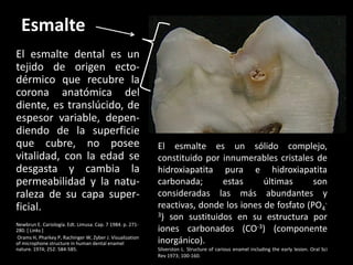 Esmalte
El esmalte dental es un
tejido de origen ecto-
dérmico que recubre la
corona anatómica del
diente, es translúcido, de
espesor variable, depen-
diendo de la superficie
que cubre, no posee                                        El esmalte es un sólido complejo,
vitalidad, con la edad se                                  constituido por innumerables cristales de
desgasta y cambia la                                       hidroxiapatita pura e hidroxiapatita
permeabilidad y la natu-                                   carbonada;      estas      últimas      son
raleza de su capa super-                                   consideradas las más abundantes y
ficial.                                                    reactivas, donde los iones de fosfato (PO4-
                                                           3) son sustituidos en su estructura por
Newbrun E. Cariología. Edt. Limusa. Cap. 7 1984. p. 271-
280. [ Links ]                                             iones carbonados (CO-3) (componente
Orams H, Pharkey P, Rachinger W, Zyber J. Visualization
of microphone structure in human dental enamel             inorgánico).
nature. 1974; 252: 584-585.                                Silverston L. Structure of carious enamel including the early lesion. Oral Sci
                                                           Rev 1973; 100-160.
 