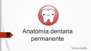 Anatomía dentaria
permanente
Tamara Castillo
 