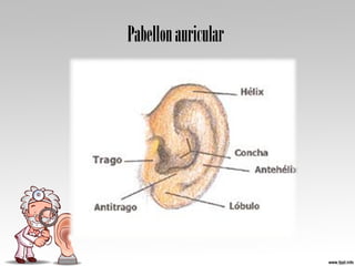 Pabellonauricular
 