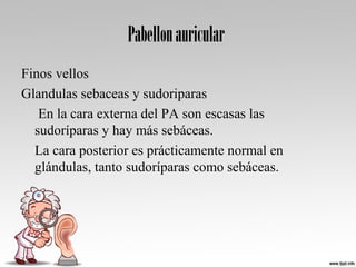 Pabellonauricular
Finos vellos
Glandulas sebaceas y sudoriparas
En la cara externa del PA son escasas las
sudoríparas y hay más sebáceas.
La cara posterior es prácticamente normal en
glándulas, tanto sudoríparas como sebáceas.
 
