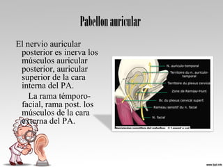 Pabellonauricular
El nervio auricular
posterior es inerva los
músculos auricular
posterior, auricular
superior de la cara
interna del PA.
La rama témporo-
facial, rama post. los
músculos de la cara
externa del PA.
 