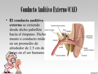 ConductoAuditivoExterno(CAE)
• El conducto auditivo
externo se extiende 
desde dicho pabellón 
hacia el tímpano. Dicho 
meato o conducto mide 
en un promedio de 
alrededor de 2.5 cm de 
largo en el ser humano
 