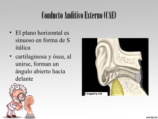ConductoAuditivoExterno(CAE)
• El plano horizontal es 
sinuoso en forma de S 
itálica  
• cartilaginosa y ósea, al 
unirse, forman un 
ángulo abierto hacia 
delante 
 