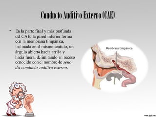 ConductoAuditivoExterno(CAE)
• En la parte final y más profunda 
del CAE, la pared inferior forma 
con la membrana timpánica, 
inclinada en el mismo sentido, un 
ángulo abierto hacia arriba y 
hacia fuera, delimitando un receso 
conocido con el nombre de seno
del conducto auditivo externo. 
 