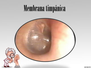 Membranatimpánica
 