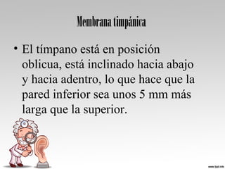 Membranatimpánica
• El tímpano está en posición 
oblicua, está inclinado hacia abajo 
y hacia adentro, lo que hace que la 
pared inferior sea unos 5 mm más 
larga que la superior.
 
