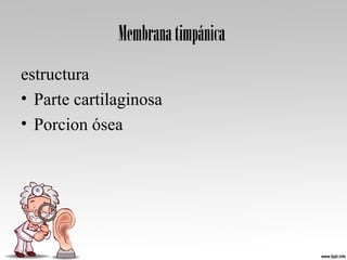 Membranatimpánica
estructura
• Parte cartilaginosa
• Porcion ósea
 