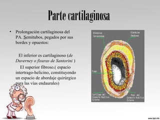 Partecartilaginosa
• Prolongación cartilaginosa del 
PA. Semitubos, pegados por sus 
bordes y opuestos:
        El inferior es cartilaginoso (de
Duverney o fisuras de Santorini )
    El superior fibroso.( espacio 
intertrago-helicino, constituyendo 
un espacio de abordaje quirúrgico 
para las vías endaurales) 
 
