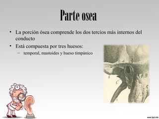 Parteosea
• La porción ósea comprende los dos tercios más internos del 
conducto
• Está compuesta por tres huesos:
–  temporal, mastoides y hueso timpánico 
 