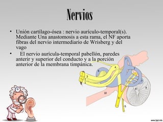 Nervios
• Unión cartílago-ósea : nervio aurículo-temporal(s). 
Mediante Una anastomosis a esta rama, el NF aporta 
fibras del nervio intermediario de Wrisberg y del 
vago 
•    El nervio aurícula-temporal pabellón, paredes 
anterir y superior del conducto y a la porción 
anterior de la membrana timpánica. 
 