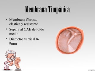 MembranaTimpánica
• Membrana fibrosa, 
elástica y resistente
• Separa al CAE del oído 
medio.
• Diametro vertical 8-
9mm
 