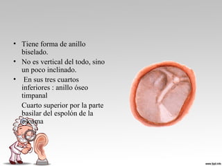 • Tiene forma de anillo
biselado.
• No es vertical del todo, sino
un poco inclinado.
• En sus tres cuartos
inferiores : anillo óseo
timpanal
Cuarto superior por la parte
basilar del espolón de la
escama
 
