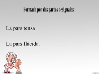 Formadapordospartesdesiguales:
La pars tensa
La pars flácida.
 