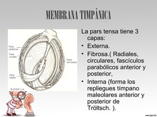 MEMBRANATIMPÁNICA
La pars tensa tiene 3
capas:
• Externa.
• Fibrosa.( Radiales,
circulares, fascículos
parabólicos anterior y
posterior,
• Interna (forma los
repliegues tímpano
maleolares anterior y
posterior de
Tröltsch. ).
 