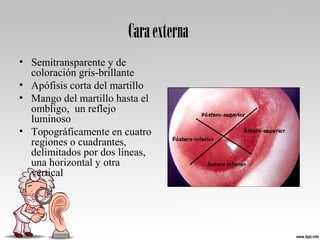 Caraexterna
• Semitransparente y de
coloración gris-brillante
• Apófisis corta del martillo
• Mango del martillo hasta el
ombligo, un reflejo
luminoso
• Topográficamente en cuatro
regiones o cuadrantes,
delimitados por dos líneas,
una horizontal y otra
vertical
 