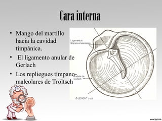 Carainterna
• Mango del martillo
hacia la cavidad
timpánica.
• El ligamento anular de
Gerlach
• Los repliegues tímpano-
maleolares de Tröltsch
 