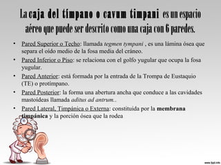 La caja del tímpano o cavum timpani esunespacio
aéreoquepuedeserdescritocomounacajacon6paredes.
• Pared Superior o Techo: llamada tegmen tympani , es una lámina ósea que
separa el oído medio de la fosa media del cráneo.
• Pared Inferior o Piso: se relaciona con el golfo yugular que ocupa la fosa
yugular.
• Pared Anterior: está formada por la entrada de la Trompa de Eustaquio
(TE) o protímpano.
• Pared Posterior: la forma una abertura ancha que conduce a las cavidades
mastoídeas llamada aditus ad antrum..
• Pared Lateral, Timpánica o Externa: constituida por la membrana
timpánica y la porción ósea que la rodea
 