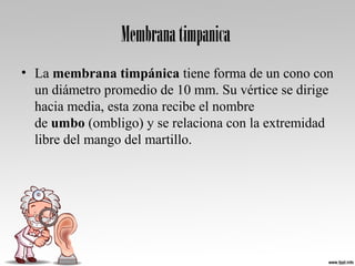 Membranatimpanica
• La membrana timpánica tiene forma de un cono con 
un diámetro promedio de 10 mm. Su vértice se dirige 
hacia media, esta zona recibe el nombre 
de umbo (ombligo) y se relaciona con la extremidad 
libre del mango del martillo.
 