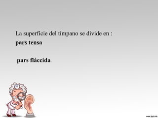 La superficie del tímpano se divide en :
pars tensa 
 pars fláccida. 
 