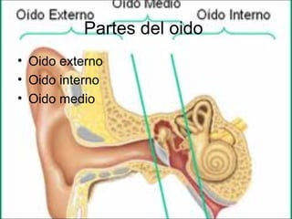 Partes del oido
• Oido externo
• Oido interno
• Oido medio
 