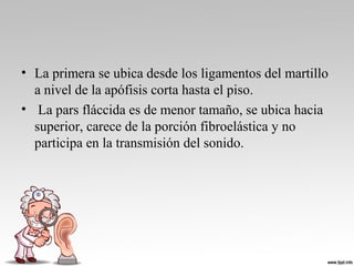 • La primera se ubica desde los ligamentos del martillo 
a nivel de la apófisis corta hasta el piso.
•  La pars fláccida es de menor tamaño, se ubica hacia 
superior, carece de la porción fibroelástica y no 
participa en la transmisión del sonido.
 