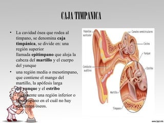 CAJATIMPANICA
• La cavidad ósea que rodea al 
tímpano, se denomina caja
timpánica, se divide en: una 
región superior 
llamada epitímpano que aloja la 
cabeza del martillo y el cuerpo 
del yunque
• una región media o mesotímpano, 
que contiene el mango del 
martillo, la apófesis larga 
del yunque y el estribo 
•  finalmente una región inferior o 
hipotímpano en el cuál no hay 
elementos óseos.
 