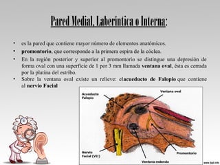 ParedMedial,LaberínticaoInterna:
• es la pared que contiene mayor número de elementos anatómicos. 
• promontorio, que corresponde a la primera espira de la cóclea. 
• En  la  región  posterior  y  superior  al  promontorio  se  distingue  una  depresión  de 
forma oval con una superficie de 1 por 3 mm llamada ventana oval, ésta es cerrada 
por la platina del estribo. 
• Sobre  la  ventana  oval  existe  un  relieve:  elacueducto de Falopio que  contiene 
al nervio Facial
 