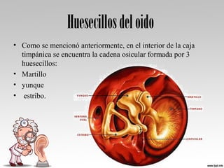 Huesecillosdeloido
• Como se mencionó anteriormente, en el interior de la caja 
timpánica se encuentra la cadena osicular formada por 3 
huesecillos: 
• Martillo
• yunque 
•  estribo. 
 