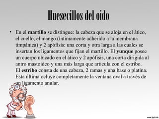 Huesecillosdeloido
• En el martillo se distingue: la cabeza que se aloja en el ático, 
el cuello, el mango (íntimamente adherido a la membrana 
timpánica) y 2 apófisis: una corta y otra larga a las cuales se 
insertan los ligamentos que fijan el martillo. El yunque posee 
un cuerpo ubicado en el ático y 2 apófisis, una corta dirigida al 
antro mastoideo y una más larga que articula con el estribo. 
El estribo consta de una cabeza, 2 ramas y una base o platina. 
Esta última ocluye completamente la ventana oval a través de 
un ligamento anular.
 