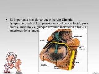 • Es importante mencionar que el nervio Chorda
tympani (cuerda del tímpano), rama del nervio facial, pasa 
entre el martillo y el yunque llevando inervación a los 2/3 
anteriores de la lengua.
 