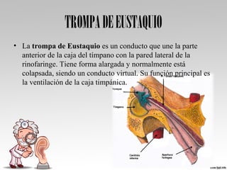 TROMPADEEUSTAQUIO
• La trompa de Eustaquio es un conducto que une la parte 
anterior de la caja del tímpano con la pared lateral de la 
rinofaringe. Tiene forma alargada y normalmente está 
colapsada, siendo un conducto virtual. Su función principal es 
la ventilación de la caja timpánica.
 