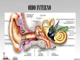 OIDOINTERNO
 