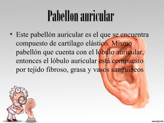 Pabellonauricular
• Este pabellón auricular es el que se encuentra
compuesto de cartílago elástico. Mismo
pabellón que cuenta con el lóbulo auricular,
entonces el lóbulo auricular está compuesto
por tejido fibroso, grasa y vasos sanguíneos
 