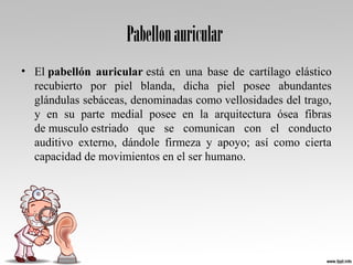 Pabellonauricular
• El pabellón auricular está en una base de cartílago elástico
recubierto por piel blanda, dicha piel posee abundantes
glándulas sebáceas, denominadas como vellosidades del trago,
y en su parte medial posee en la arquitectura ósea fibras
de musculo estriado que se comunican con el conducto
auditivo externo, dándole firmeza y apoyo; así como cierta
capacidad de movimientos en el ser humano.
 