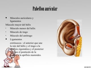 Pabellonauricular
 Músculos auriculares y
ligamentos
Músculo mayor del hélix
• Músculo menor del hélix
• Músculo de trago
• Músculo del antitrago
 Ligamentos
extrínsecos : el anterior que une
la raíz del hélix y el trago a la
apófisis zigomática y el posterior
que une el pontículo de la
concha a la apófisis mastoides.
 