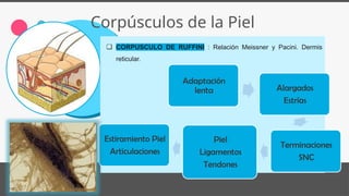 Reseptor Pacini Ruffini ANATOMÍA DE PIELbjjbkjhnjgbjjhvv 2025.pptx